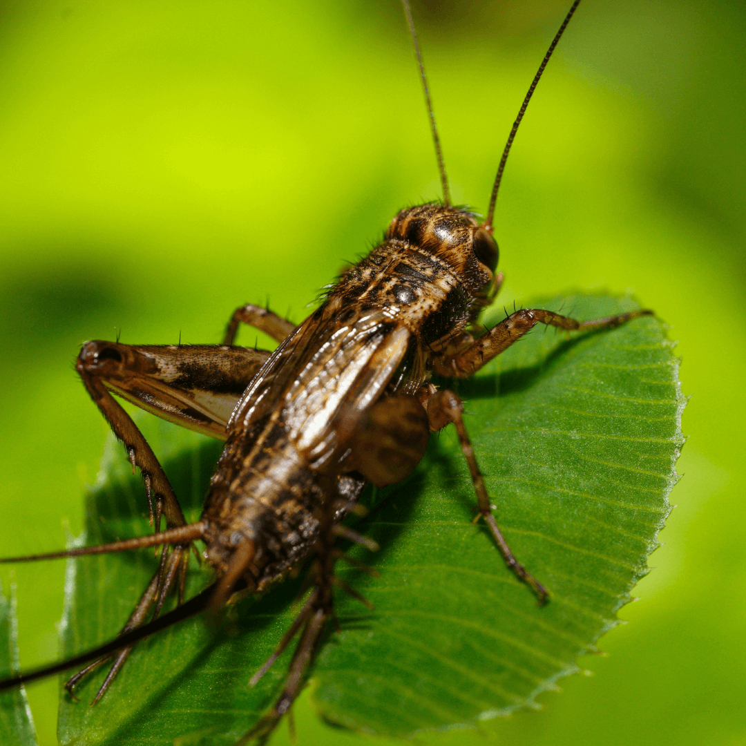 Are Crickets Harmful For Gardens