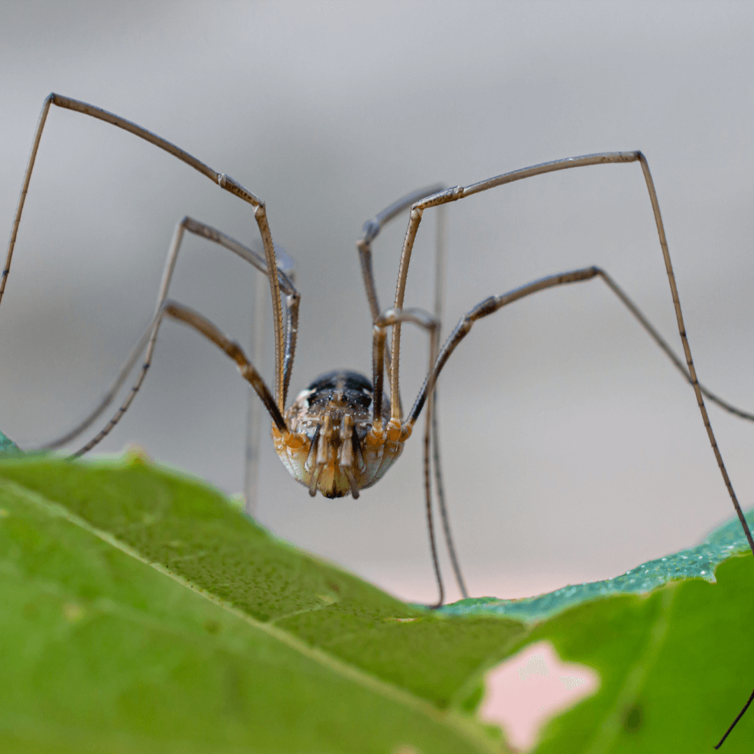 Harvestmen Myth