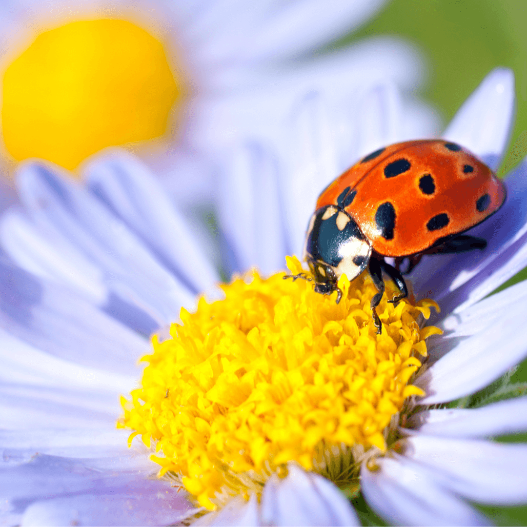 ladybugs on flowers