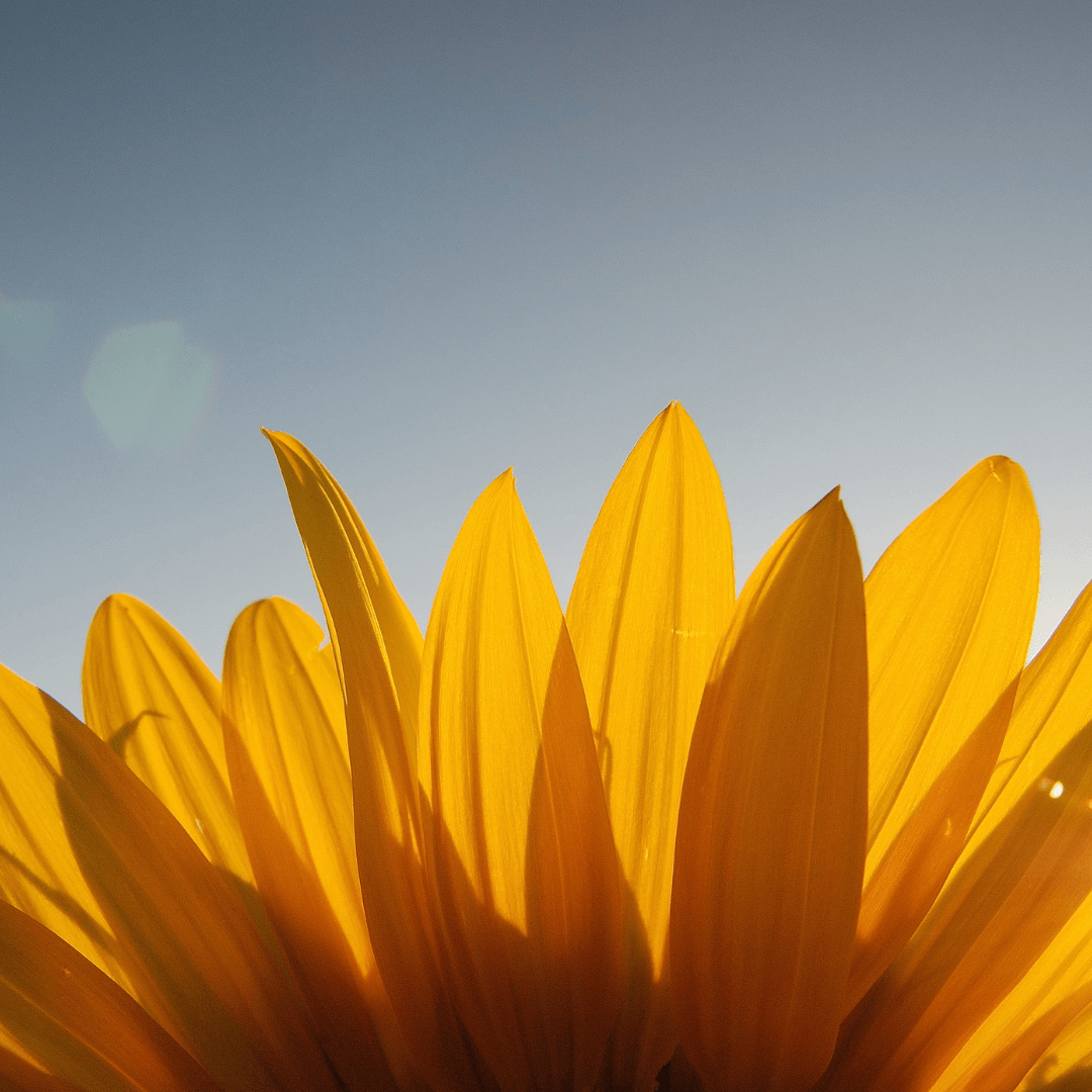 Autumn Beauty Sunflower Growing Tips