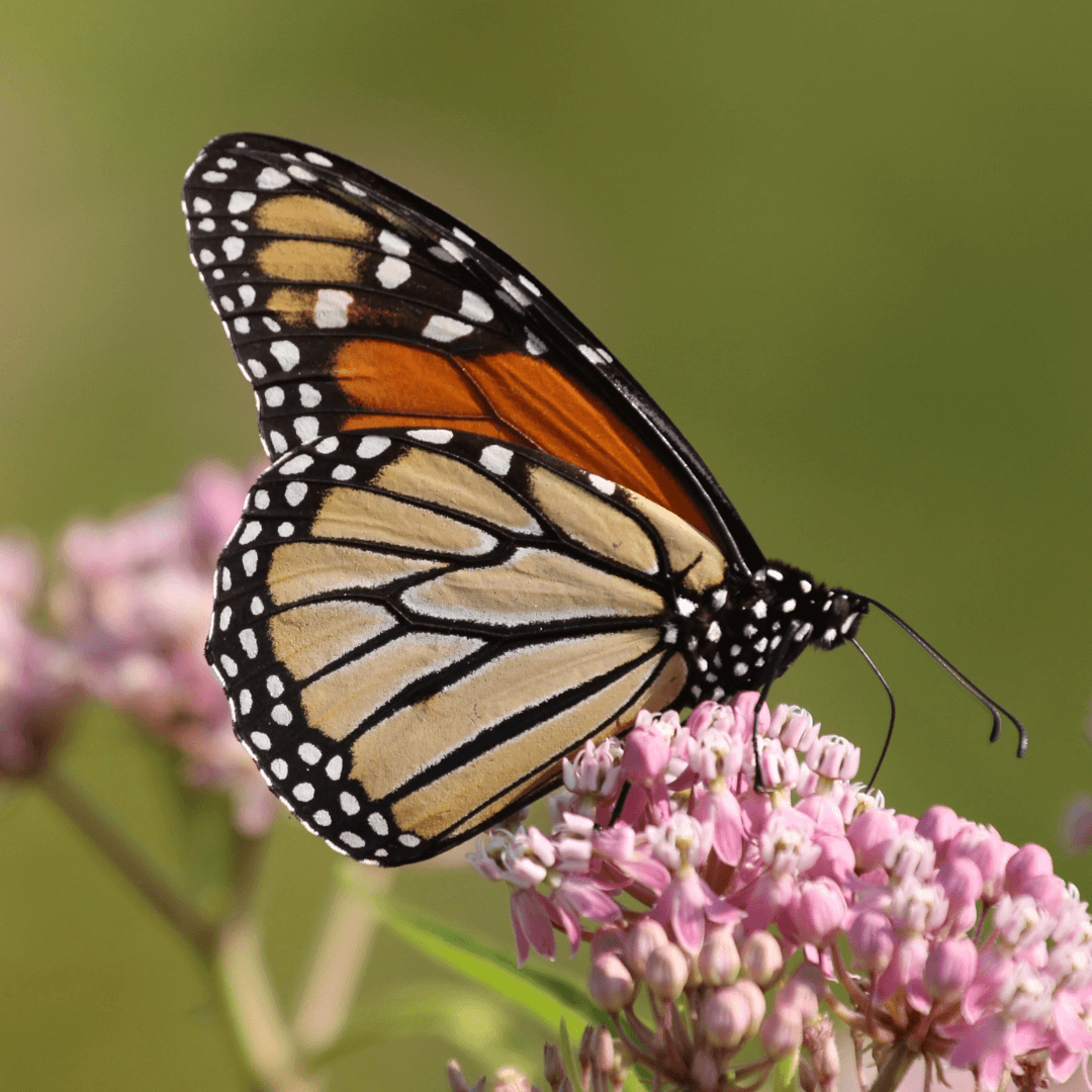 Can I Use Neem Oil on Milkweed?