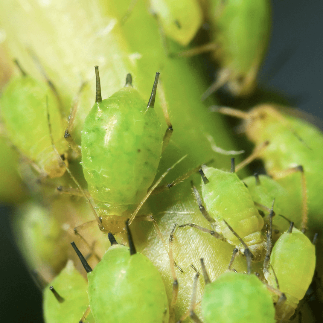 Does Neem Oil Kill Aphids Garden Help Gardeners Basics