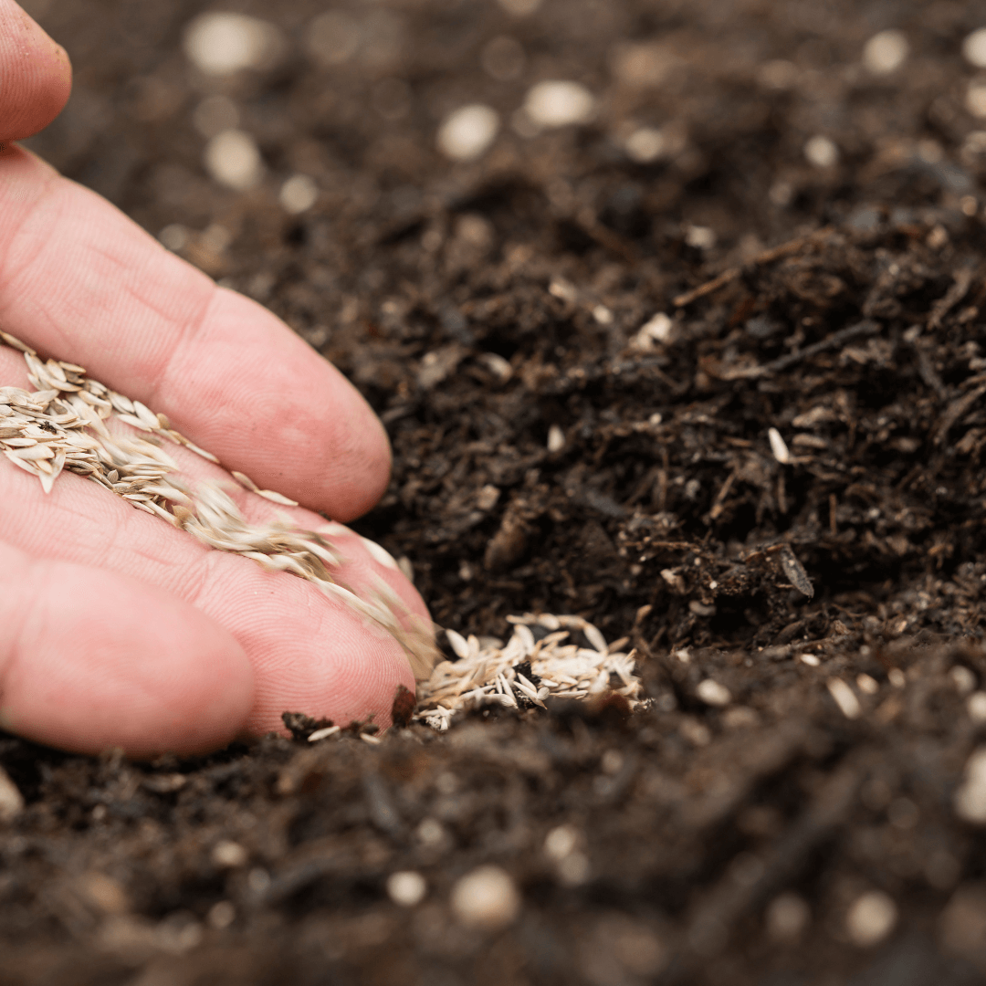 How Long Can Heirloom Seeds Be Stored? – The Happy Gardening Life