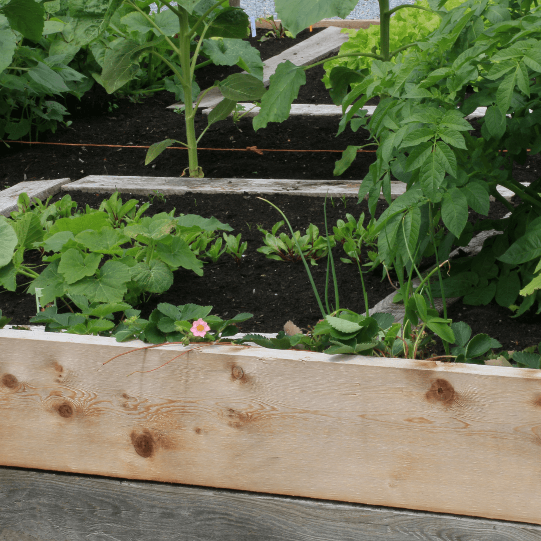 How to Do Container Vegetable Gardening - Gardeners Basics