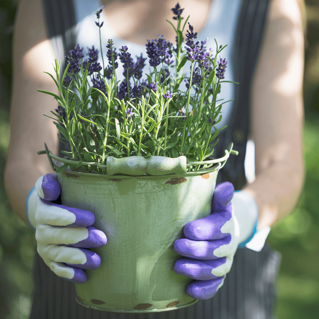 Live Lavender Plant in Moss Pot