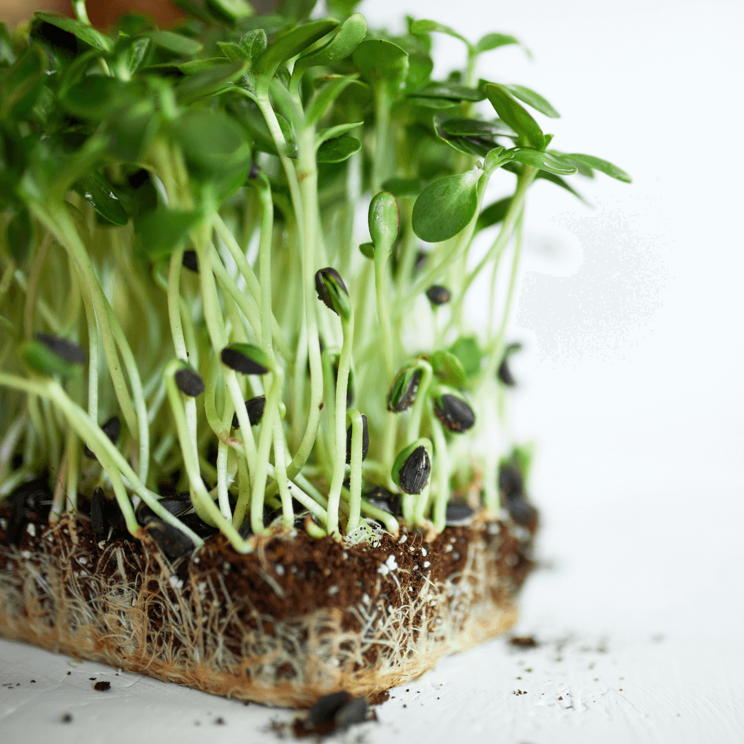 How to Grow Microgreens in a Greenhouse