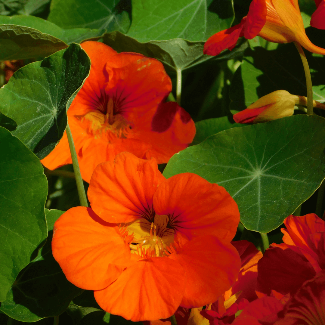 How to Grow Nasturtiums: Tips for Growing Annual Flowers