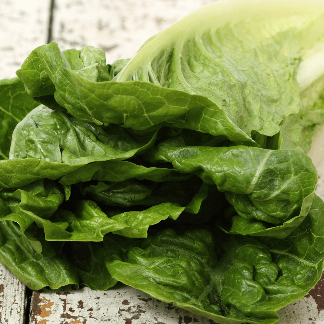 How to Grow Parris Island Cos Romaine Lettuce From Seed