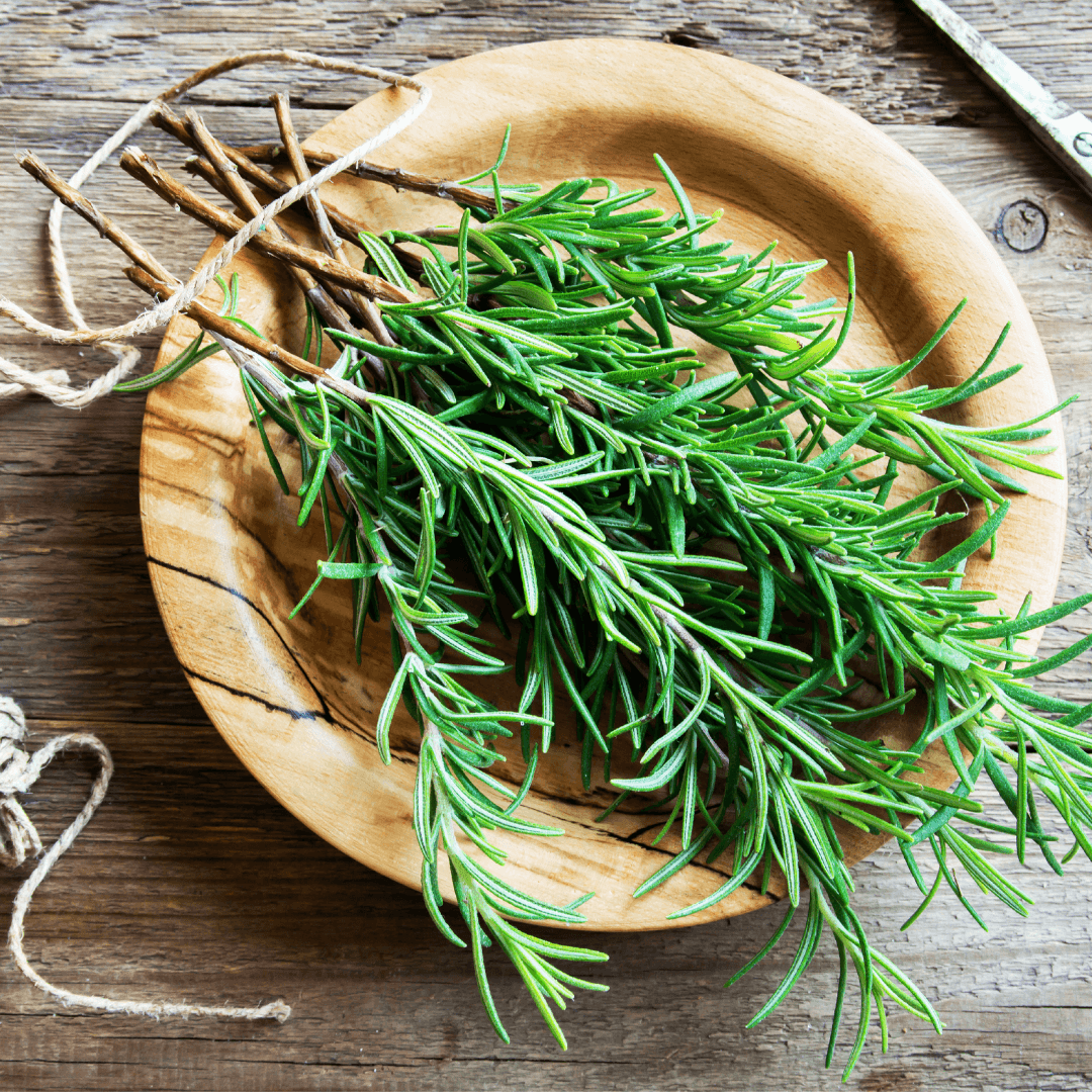 How To Grow Rosemary From Seeds