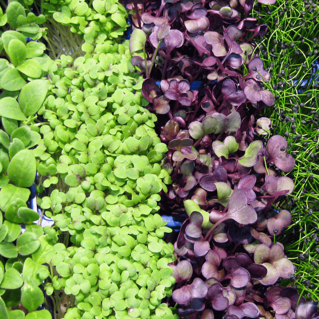 How to Grow and Sell Microgreens