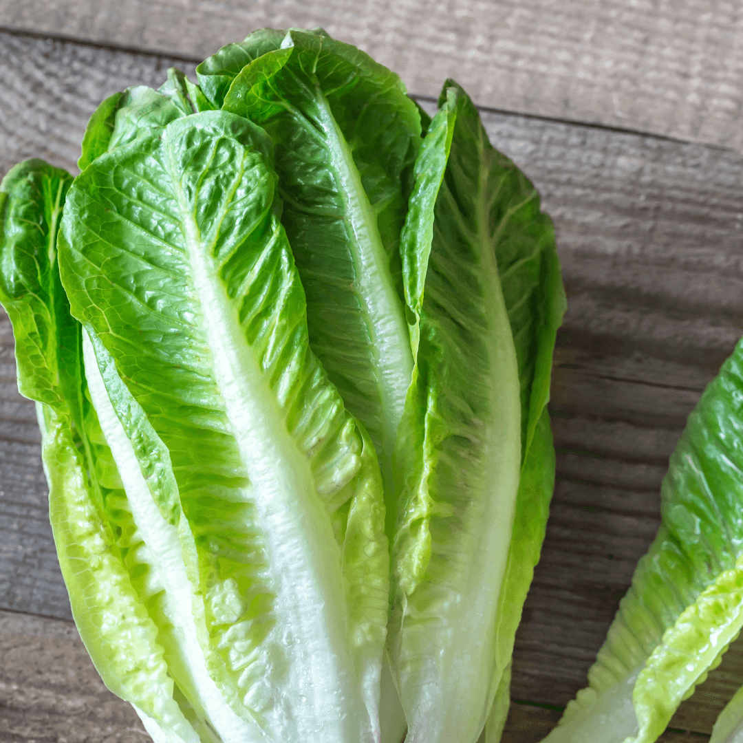 Is Parris Island Lettuce Cold Tolerant?