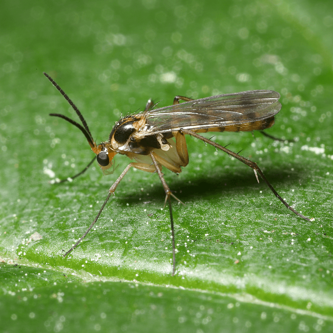 How to Get Rid of Fungus Gnats in 8 Simple Steps