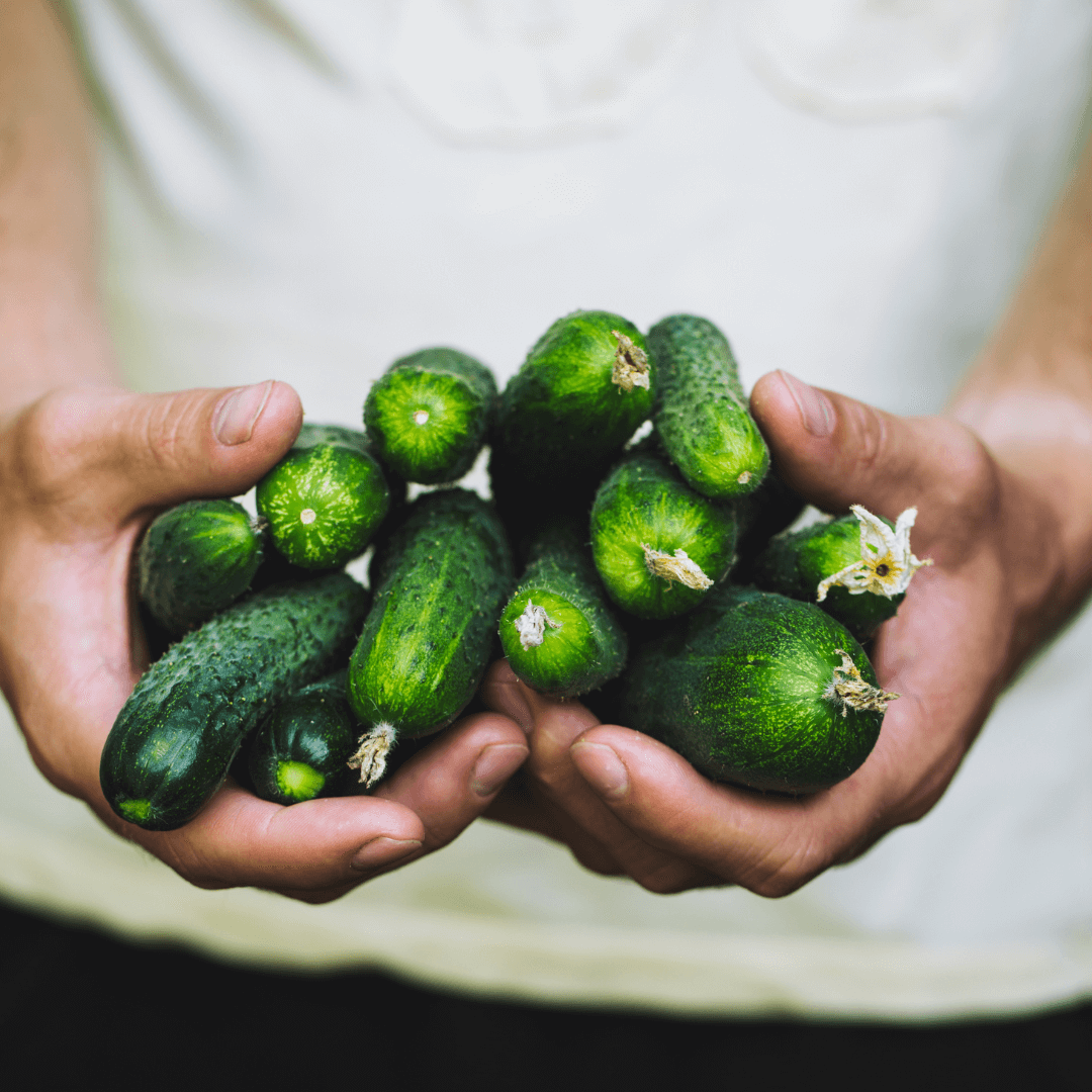 Best Companion Plants for Cucumbers