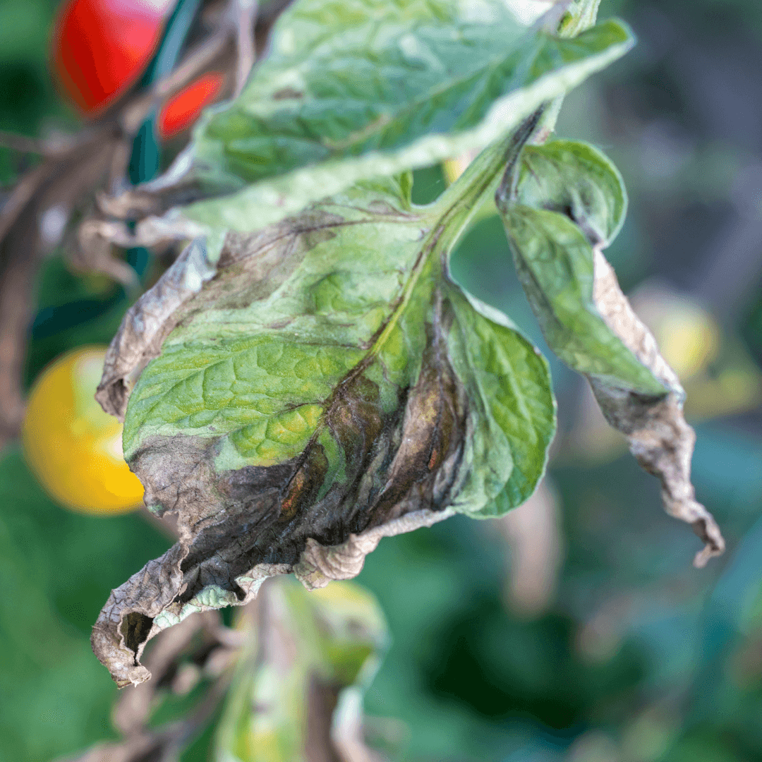 Understanding What is Botrytis Blight