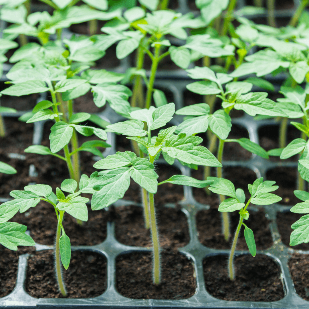 What is Damping Off in Seedlings?