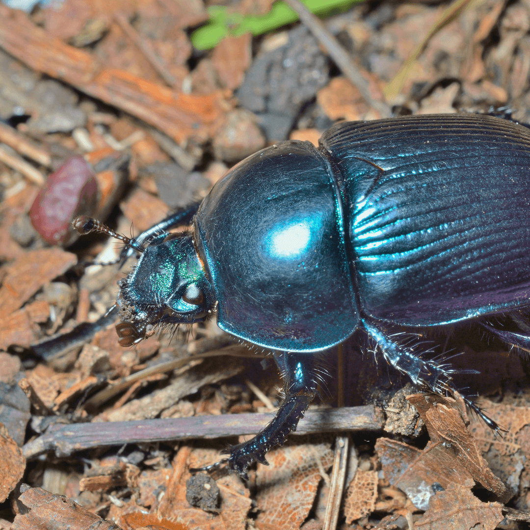 Are Beetles Bad For Gardens; Vegetable, Fruit and Flowers