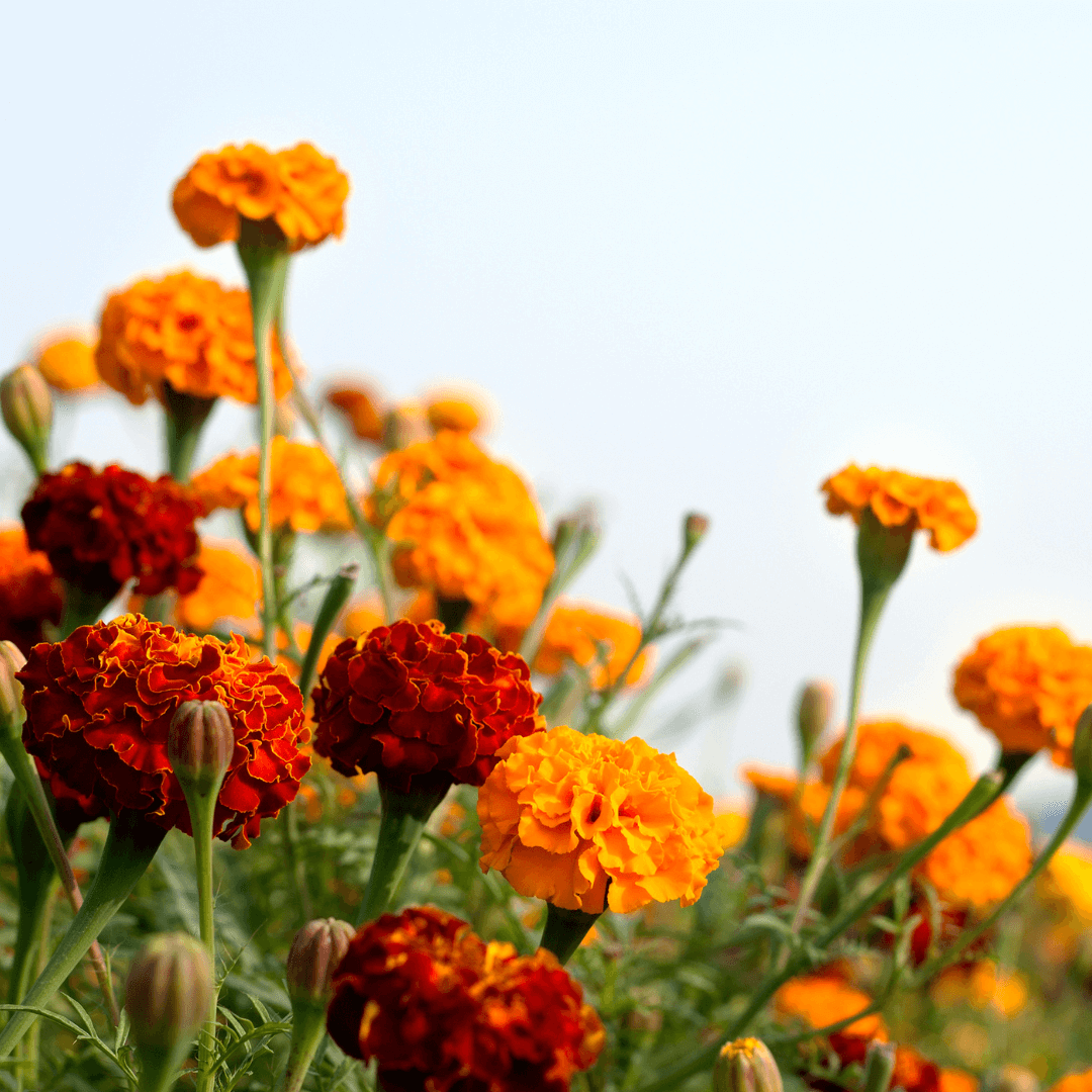 Can Marigolds Grow in Full Sun