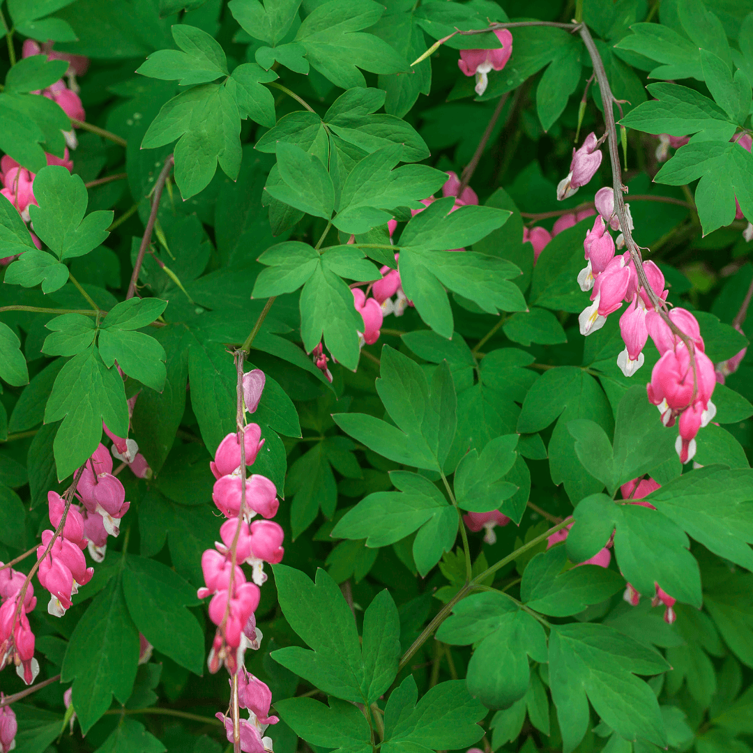 Flowers that Grow in the Shade – Gardeners Basics