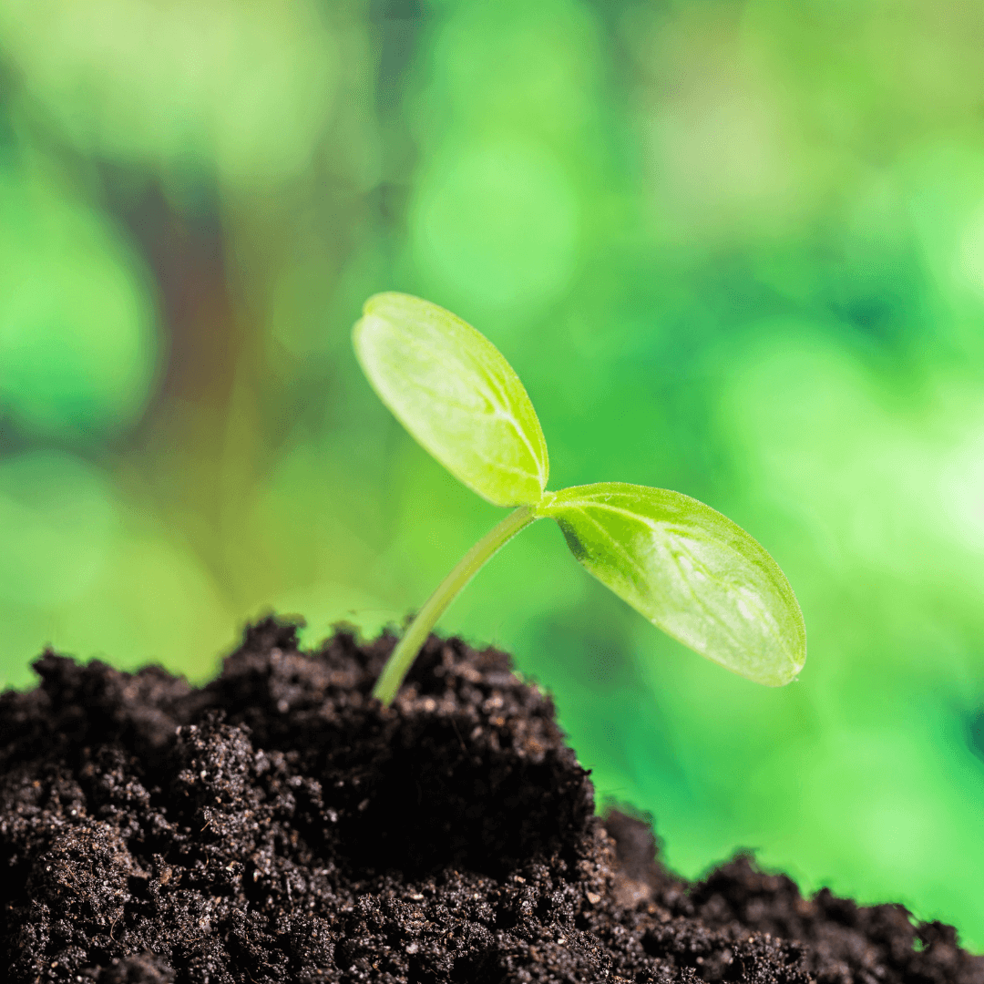 How to Improve Soil for Gardening