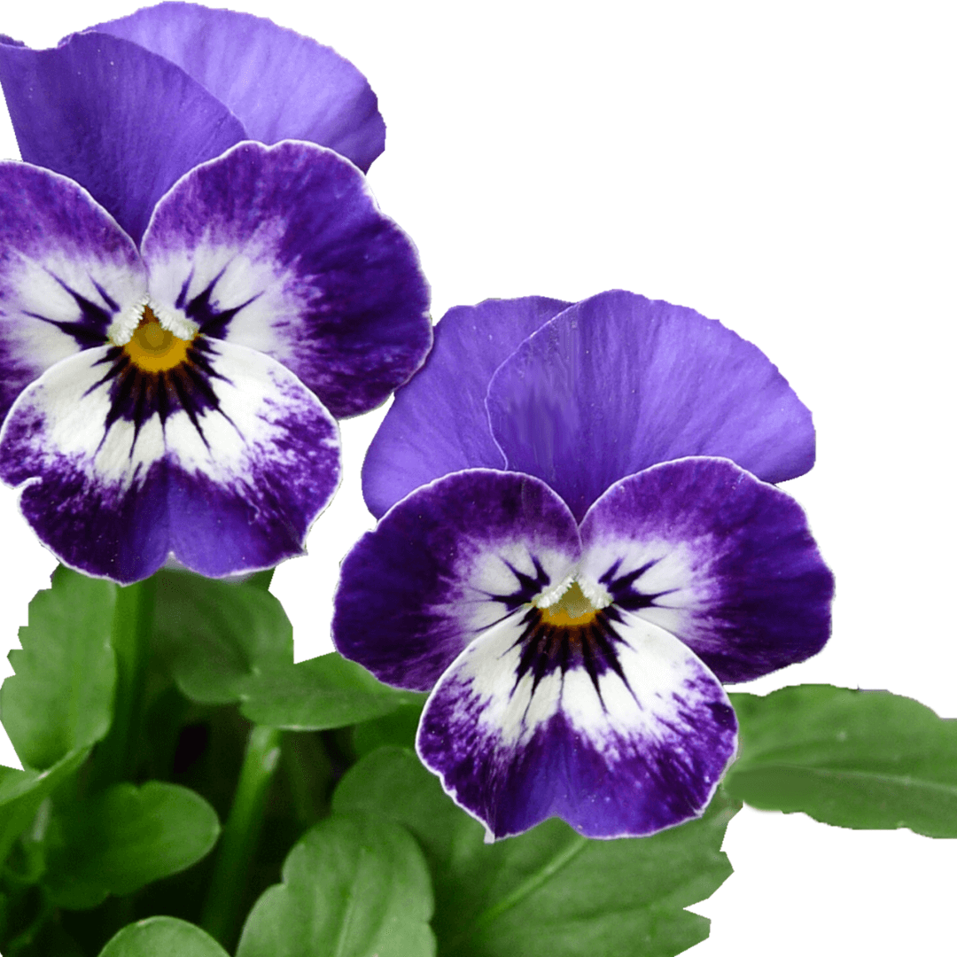 Swiss Giant Pansy Seeds for Sale Gardeners Basics