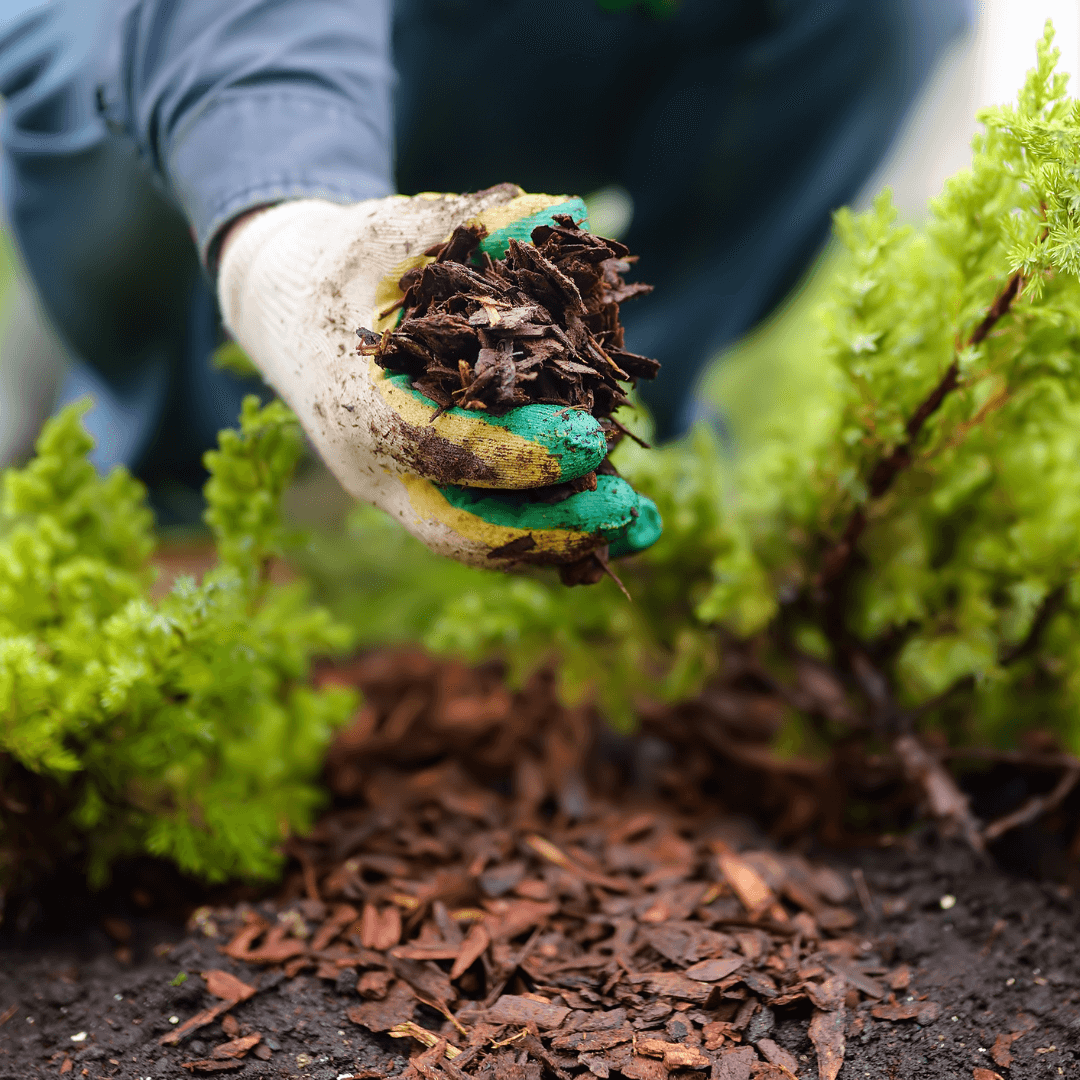 What is Mulching in Gardening and How to Do It