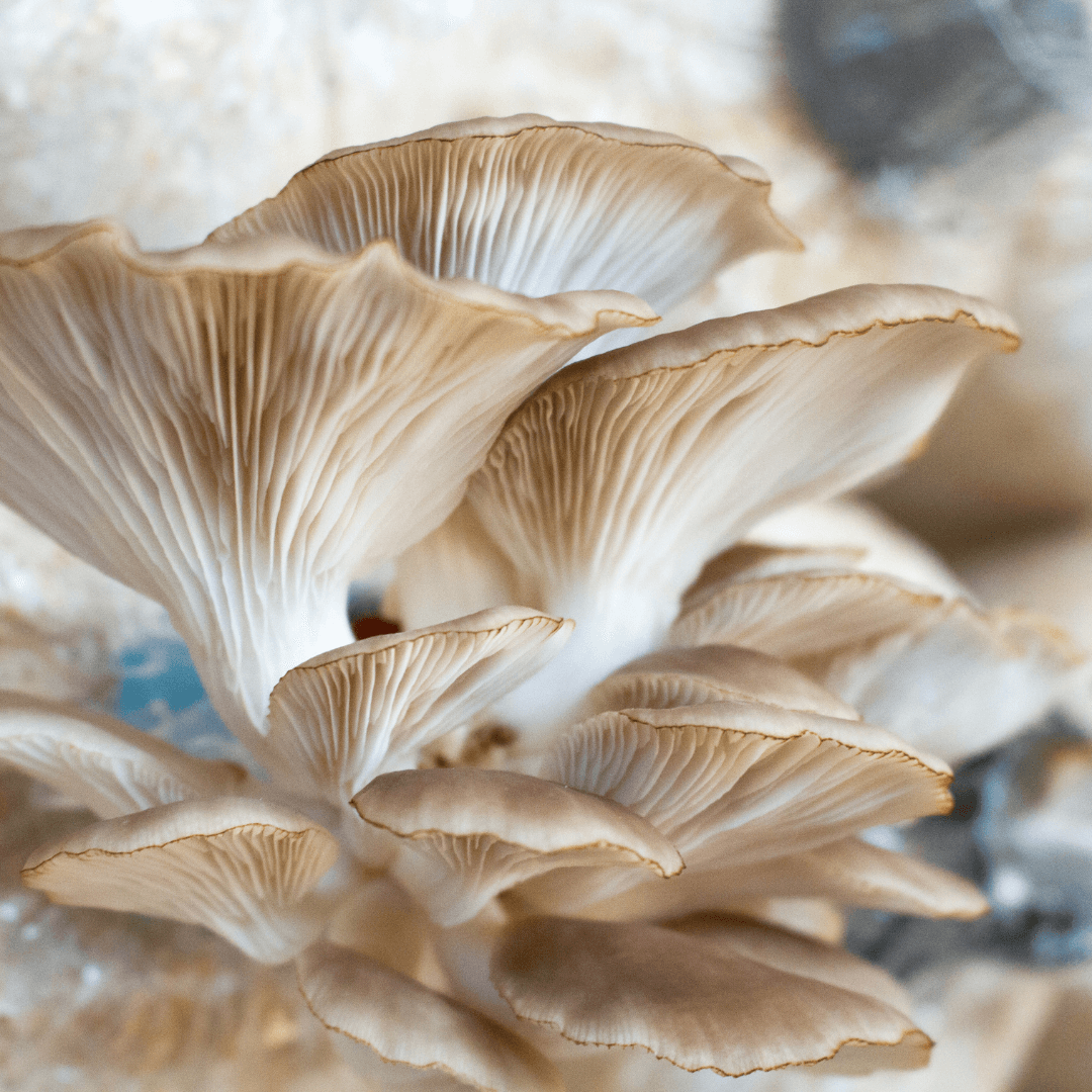 What is Mushroom Compost and How to Use It