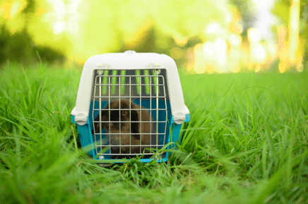 A rabbit in a cage in grass, Pet Disaster Preparedness for Exotic Pets