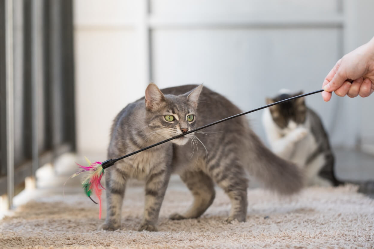 a cat playing with a stick feather toy, Mental Stimulation: The Other Key to Pet Wellness