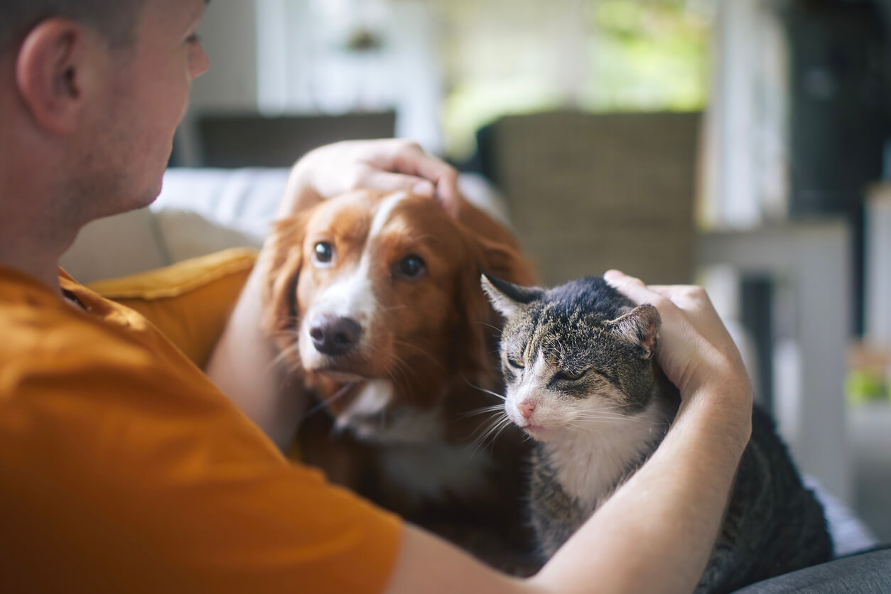 a person petting a cat and a dog, Strengthening the Human-Animal Bond