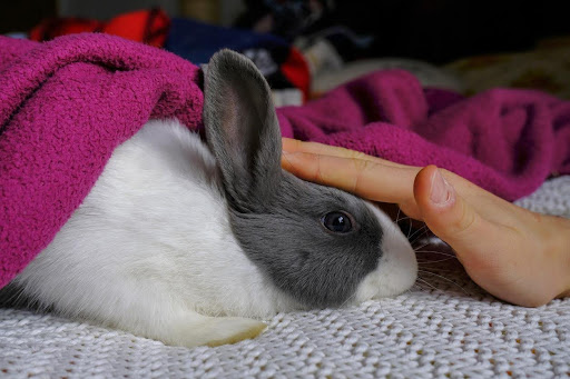 a person petting a rabit, Boosting Your Health By Keeping Active with Your Pet