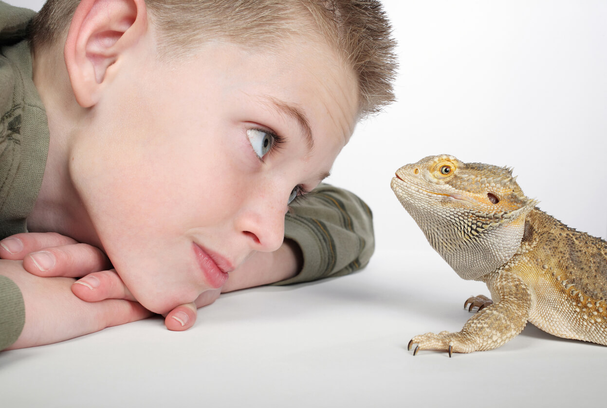 a person looking at a lizard, Understanding Your Pet’s Emotions