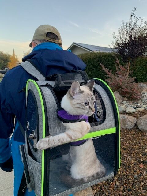 a person walking a cat in a carrier backpack, staying active with your pet