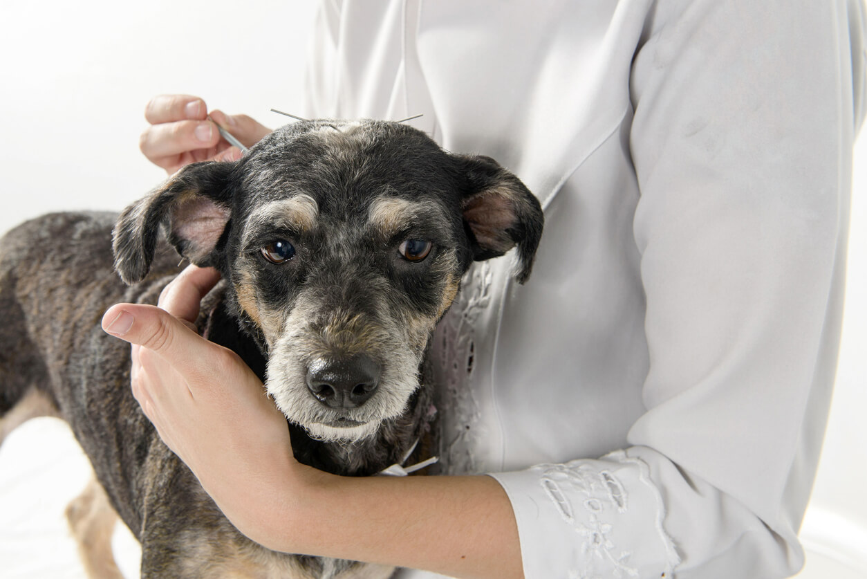 veterinarian's hands doing dog acupuncture on the dog