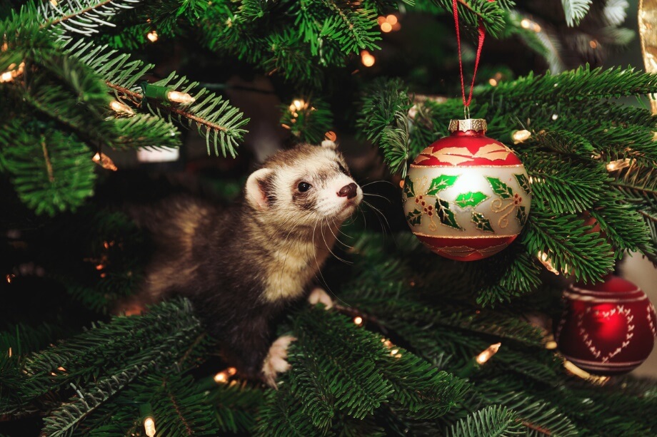 A ferret in a Christmas tree