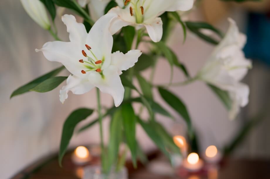 A white lily flower in a vase