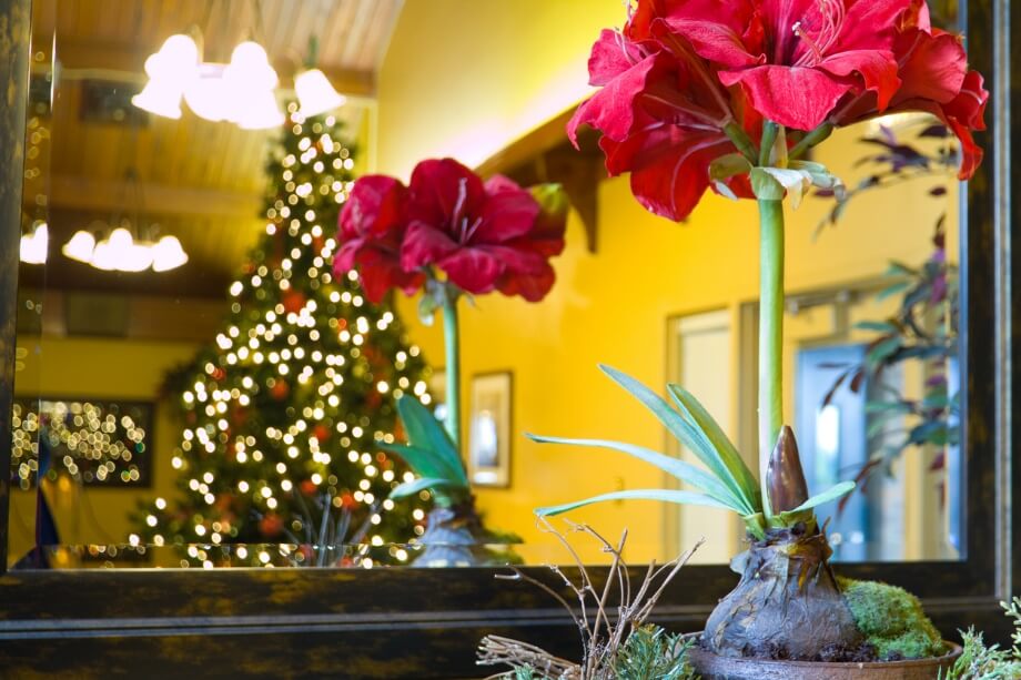 A red flowers in a vase with a lighted christmas tree in the background
