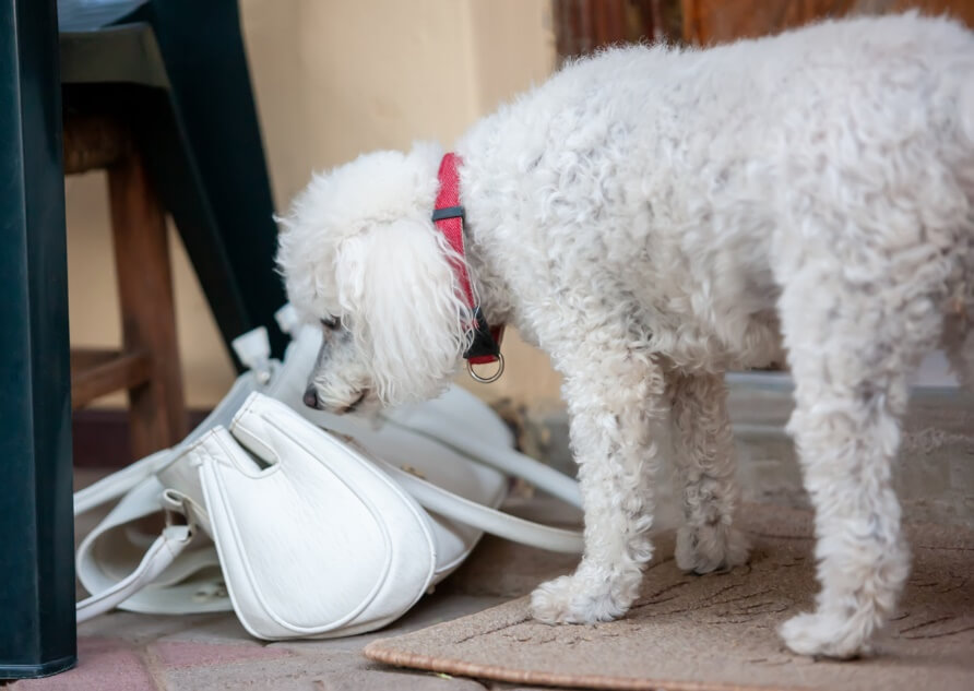 A white dog sniffing at a purse