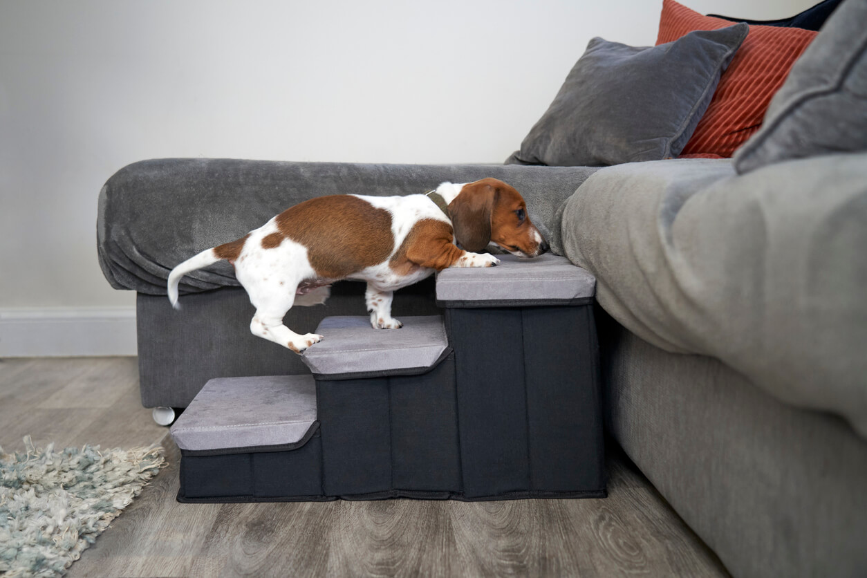 A dog climbing up a step on a couch