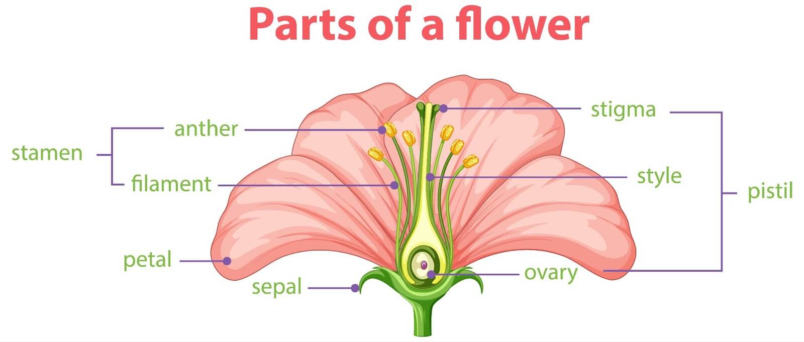 A diagram of the parts of a flower, showing how the anther and filament make up the stamen.