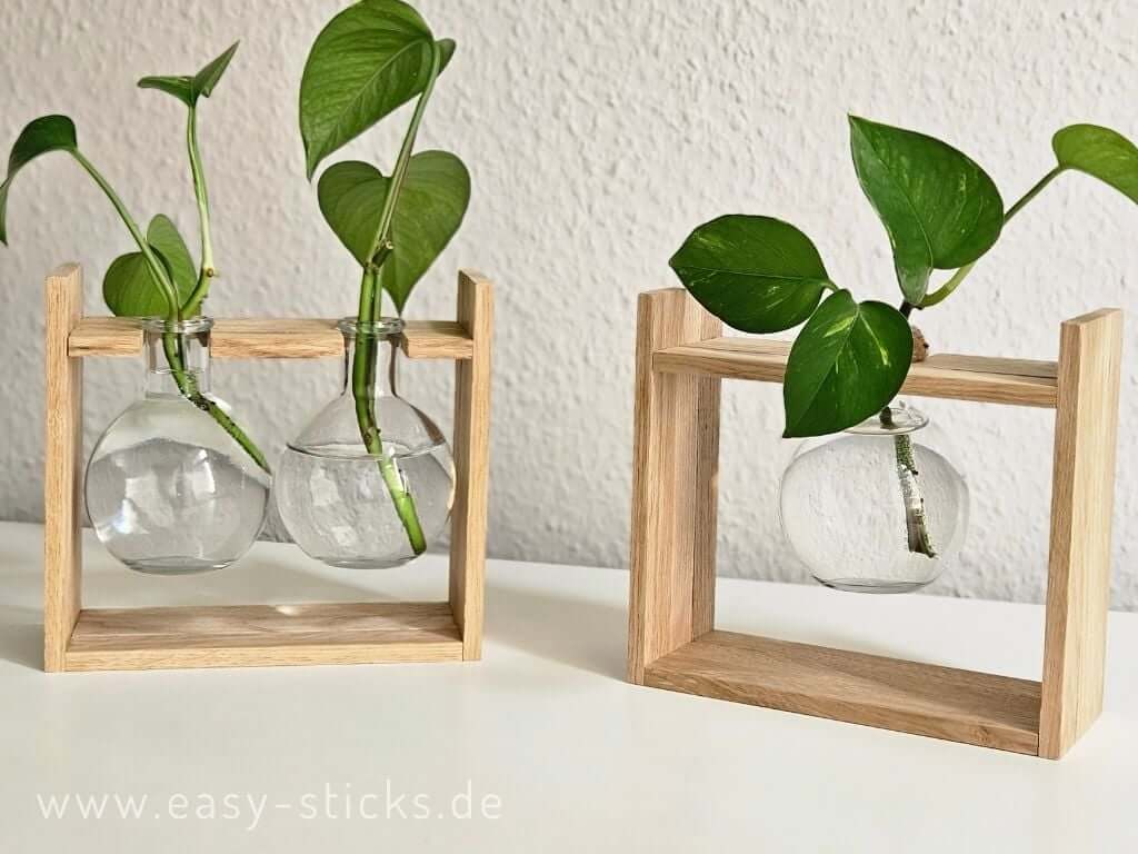 Pflanzenvermehrung mit Ablegern in Wasser