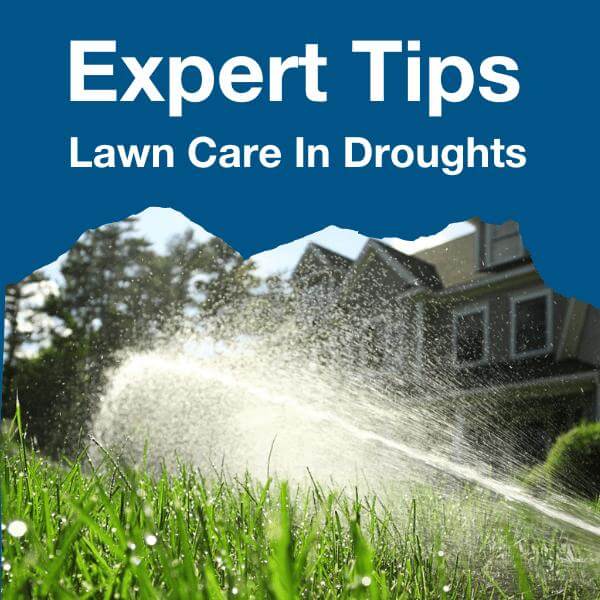  Expert Tips | Lawn Care In Droughts