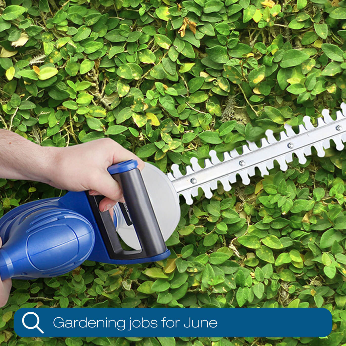 June Gardening Jobs: Essential Garden Tasks