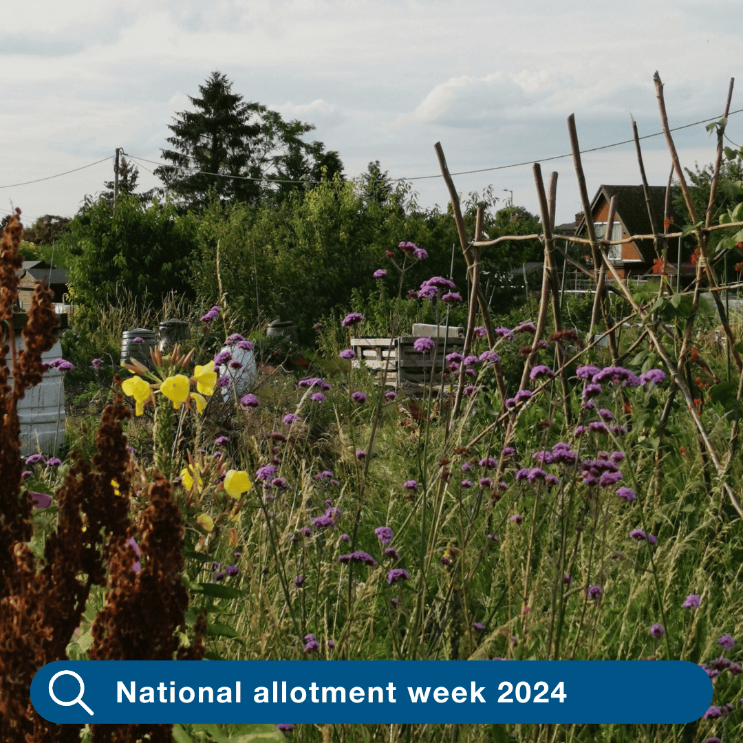 National Allotment Week 2024: Celebrating Biodiversity on UK Allotments