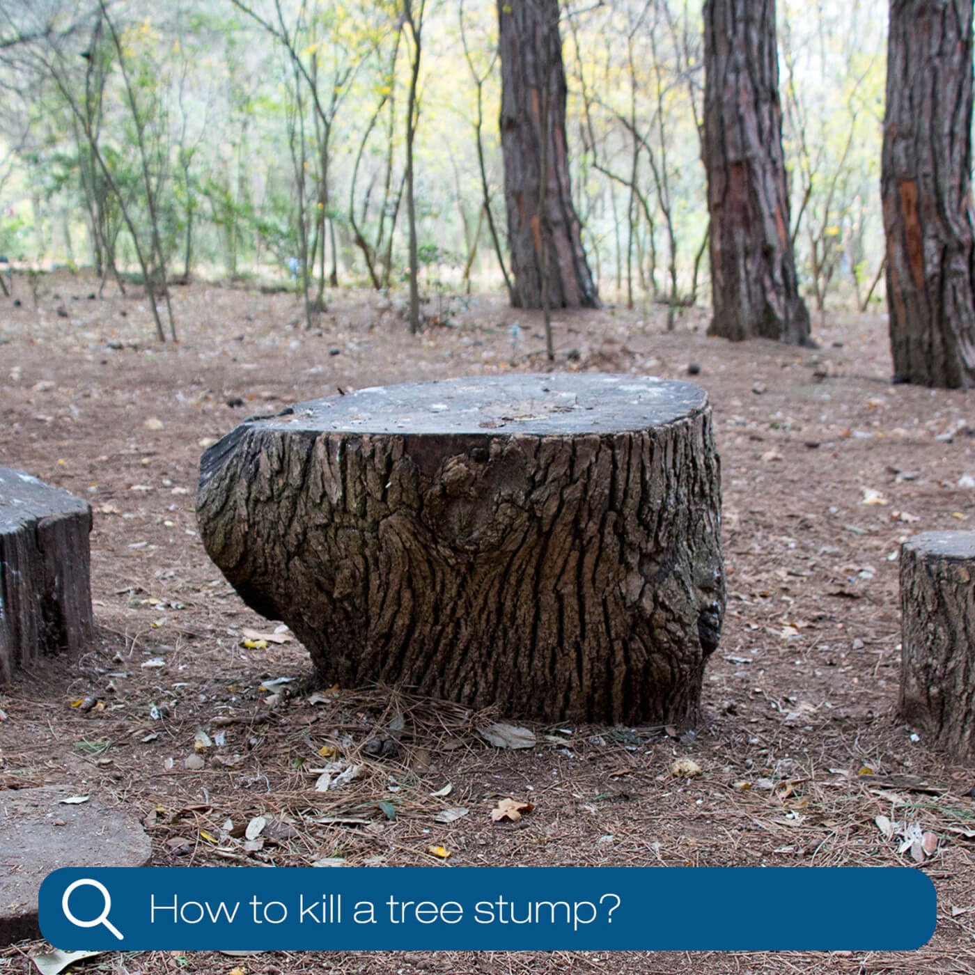 How to Kill a Tree Stump: 6 Ways to Remove Stumps