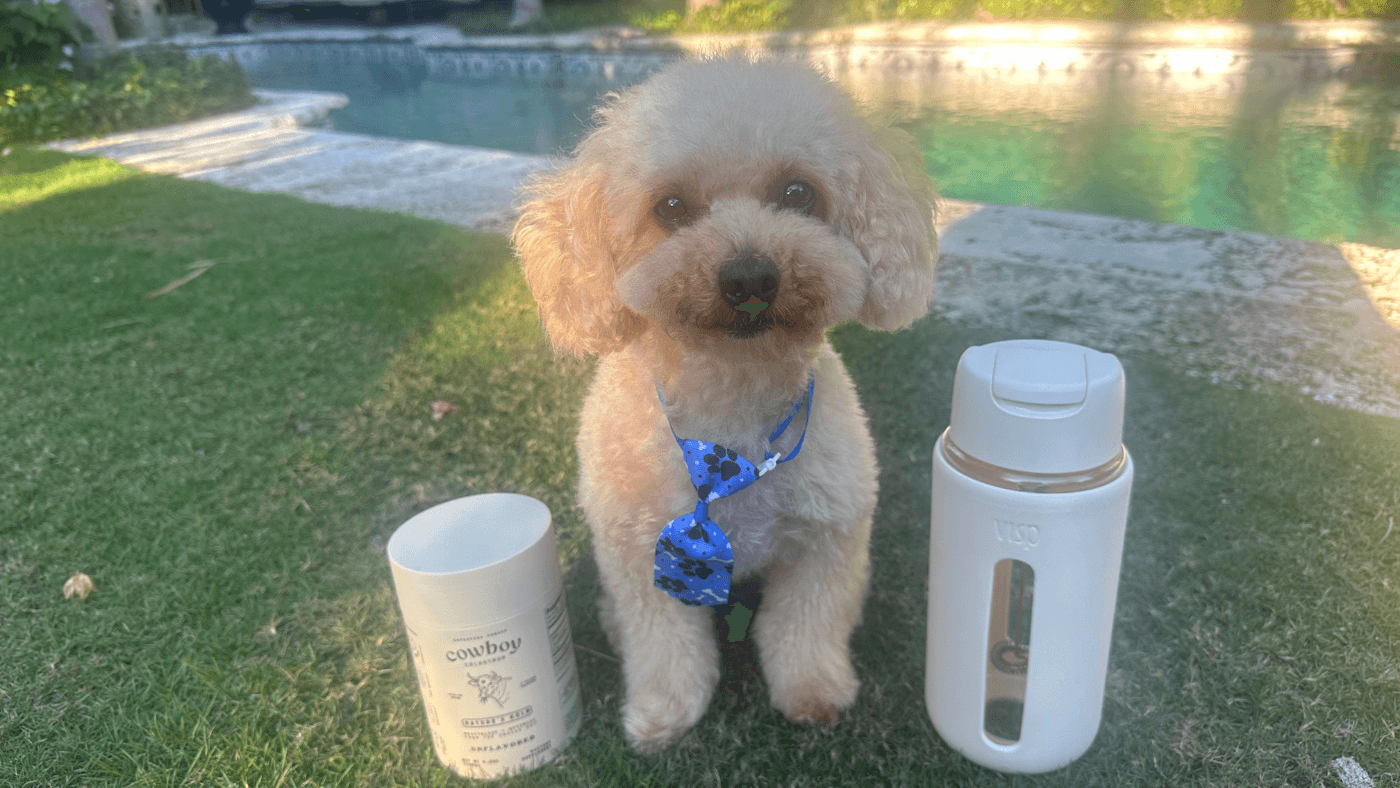 Elixir Mixer for More Than Just You—Dog-Friendly Recipes