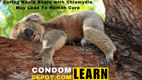 Curing Koala Bears with Chlamydia May Lead To Human Cure