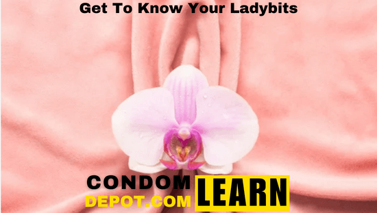 Get To Know Your Ladybits