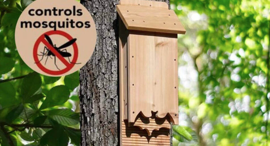 How (& Why) to Build a Bat Box