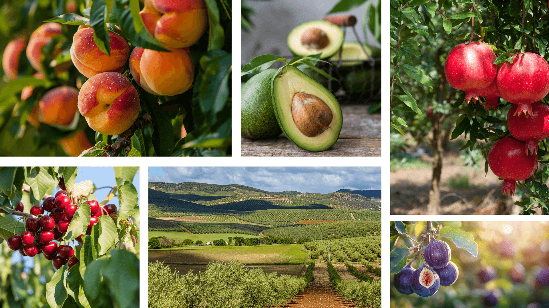 Spanish Fruit Tree Glossary