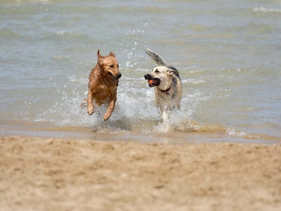 Pet-friendly Costa del Sol: enjoy a vacation with your pet